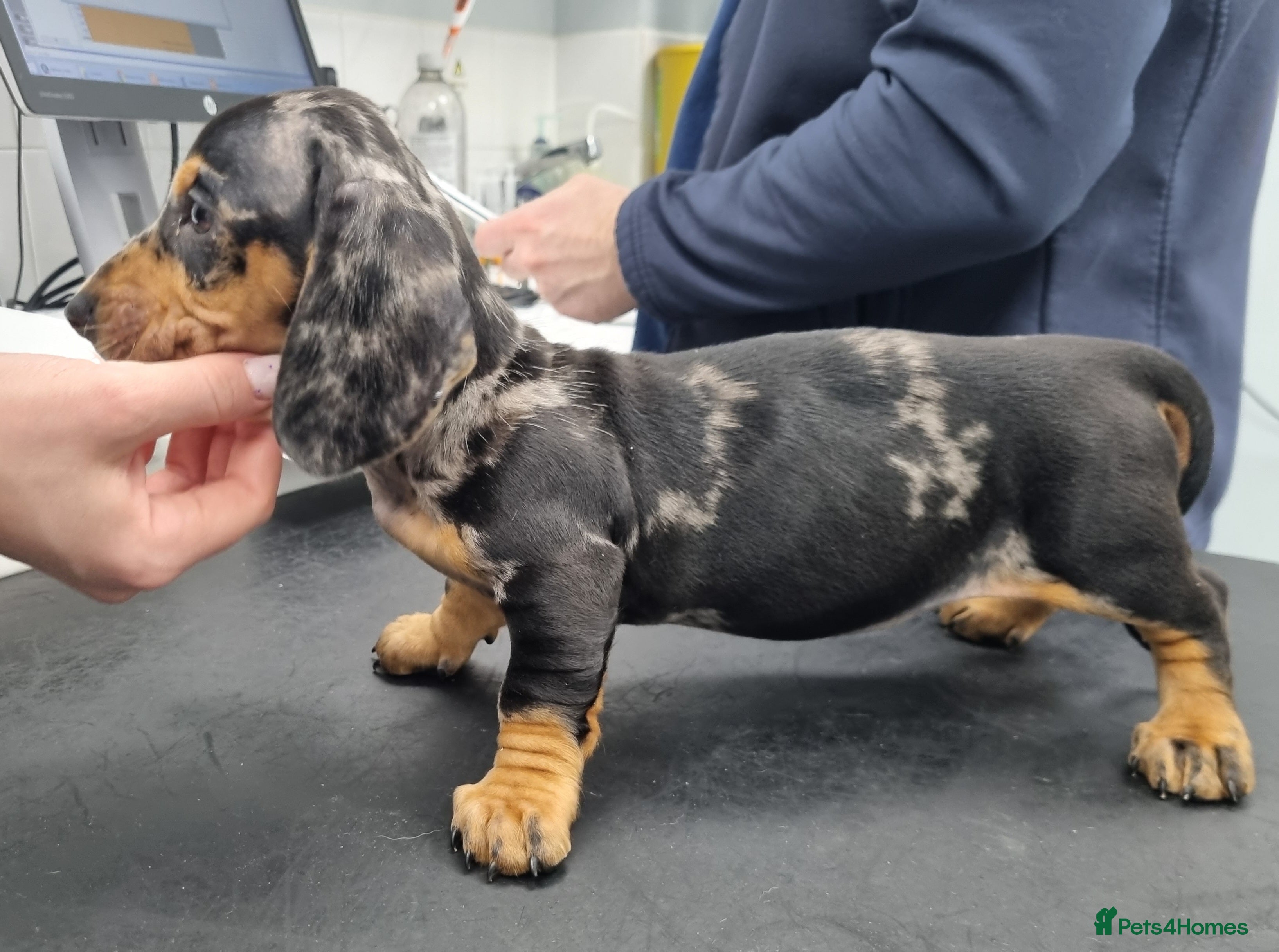 Dachshund dogs Ready now, Pedigree❤️🧡💚🩵 - Advert 18