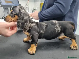 Dachshund dogs Ready now, Pedigree❤️🧡💚🩵 - Advert 18
