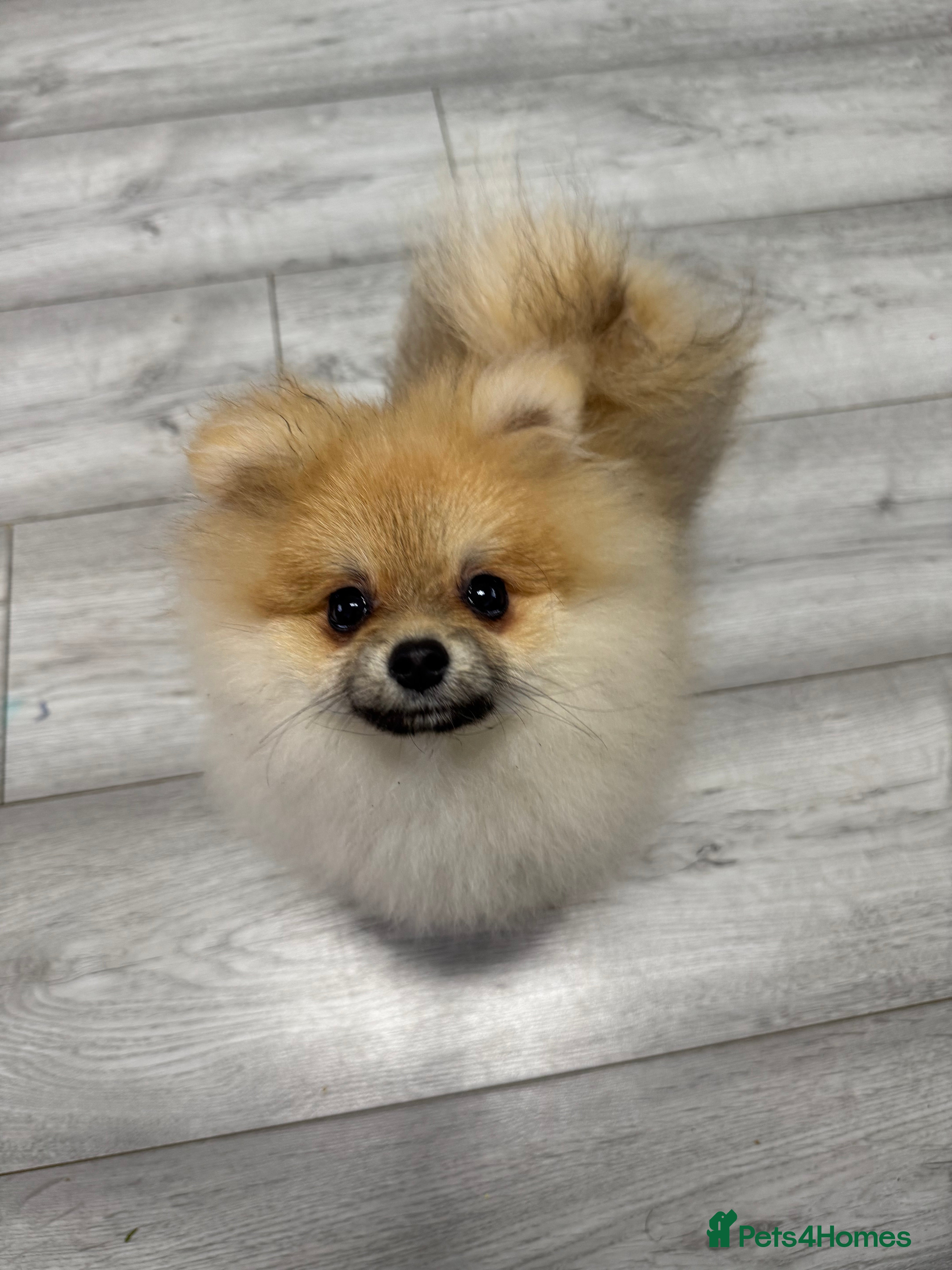 Pomeranian dogs KC registered boy! - Advert 12