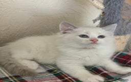 Ragdoll cats for sale: Ragdoll kittens  - Image 15