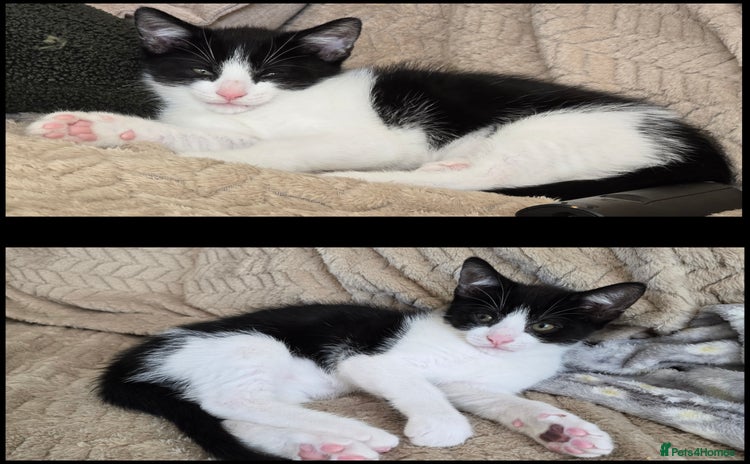 Domestic Shorthair cats - Advert 4