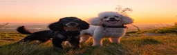Bordoodle dogs for sale: OUTSTANDING *SABLE / TRI* BORDOODLES - Advert 16