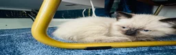 Mixed Breed cats for sale: Handsome Ragdoll mix Kitten - Advert 3