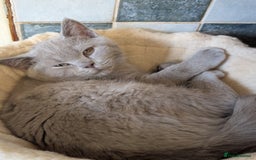 British Shorthair cats for sale: Beautiful full pedigree British  - Image 6