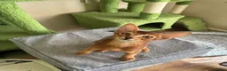 Abyssinian cats for sale: TICA 5* pedigree Abyssinian Kittens  - Advert 7