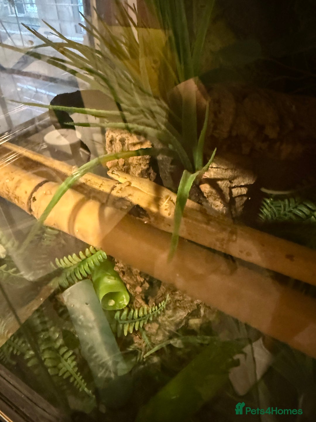 Gecko reptiles for sale: Mourning Geckos and set up - Image 3