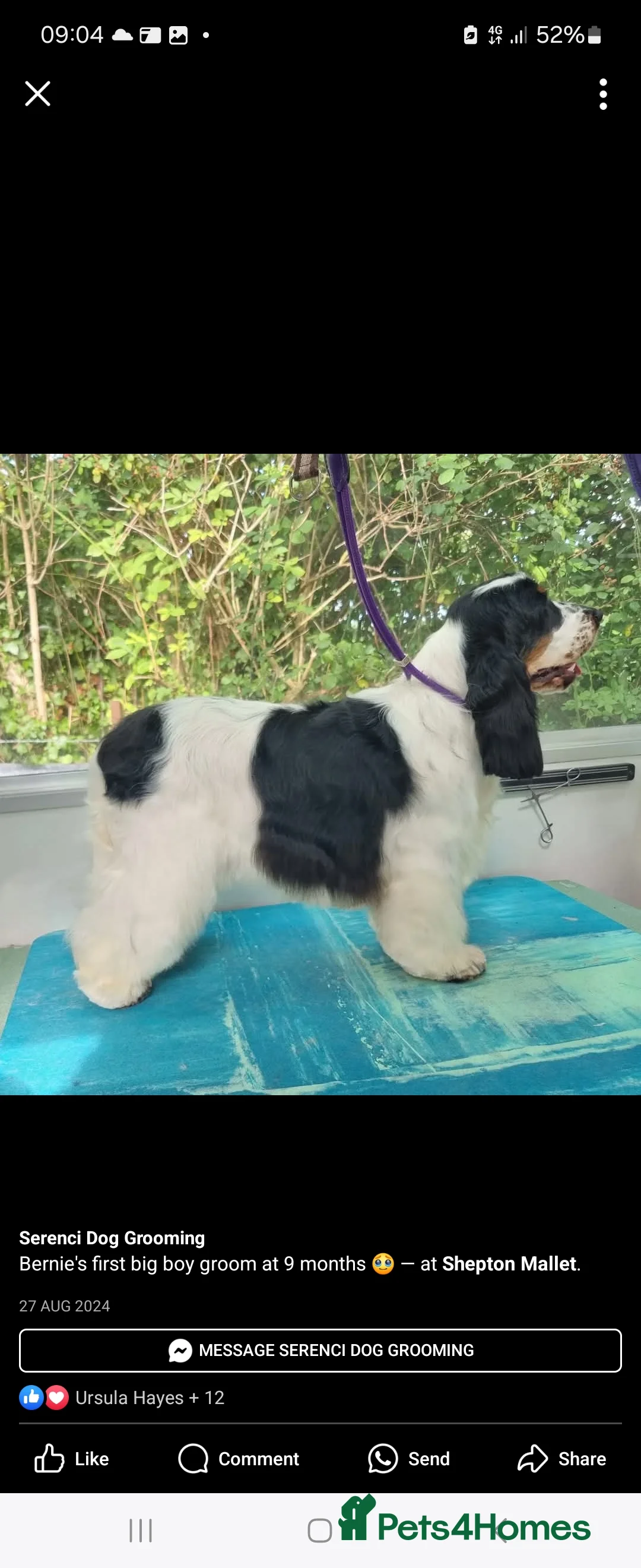 Cocker Spaniel dogs for stud: Kc registered  blue roan & tan show cocker  - Advert 4