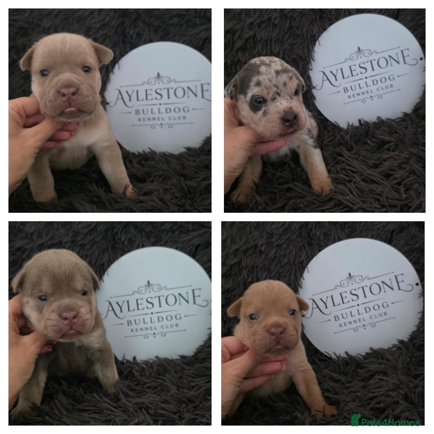Old Tyme Bulldog dogs Stunning Litter of Old Tyme (Aylestone) Bulldogs - Advert 7