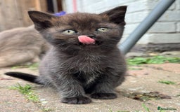 Scottish Fold cats for sale: Beautiful Scottish Fold & Straight Kittens - Image 4