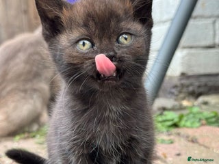 Scottish Fold cats - Advert 8