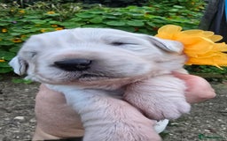 Pyrenean Mountain Dog dogs for sale: Polish tatra mountain sheepdog - Image 5