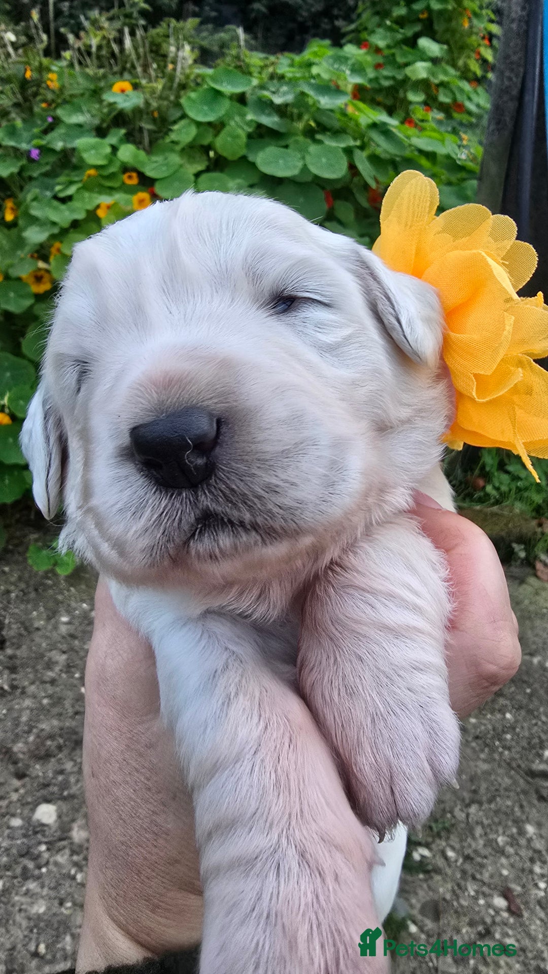 Pyrenean Mountain Dog dogs for sale: Polish tatra mountain sheepdog - Image 5