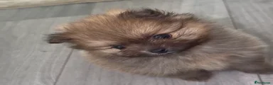 Pomeranian 3