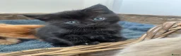 Ragdoll cats for sale: Very affectionate loving black ragdoll boy  - Advert 6