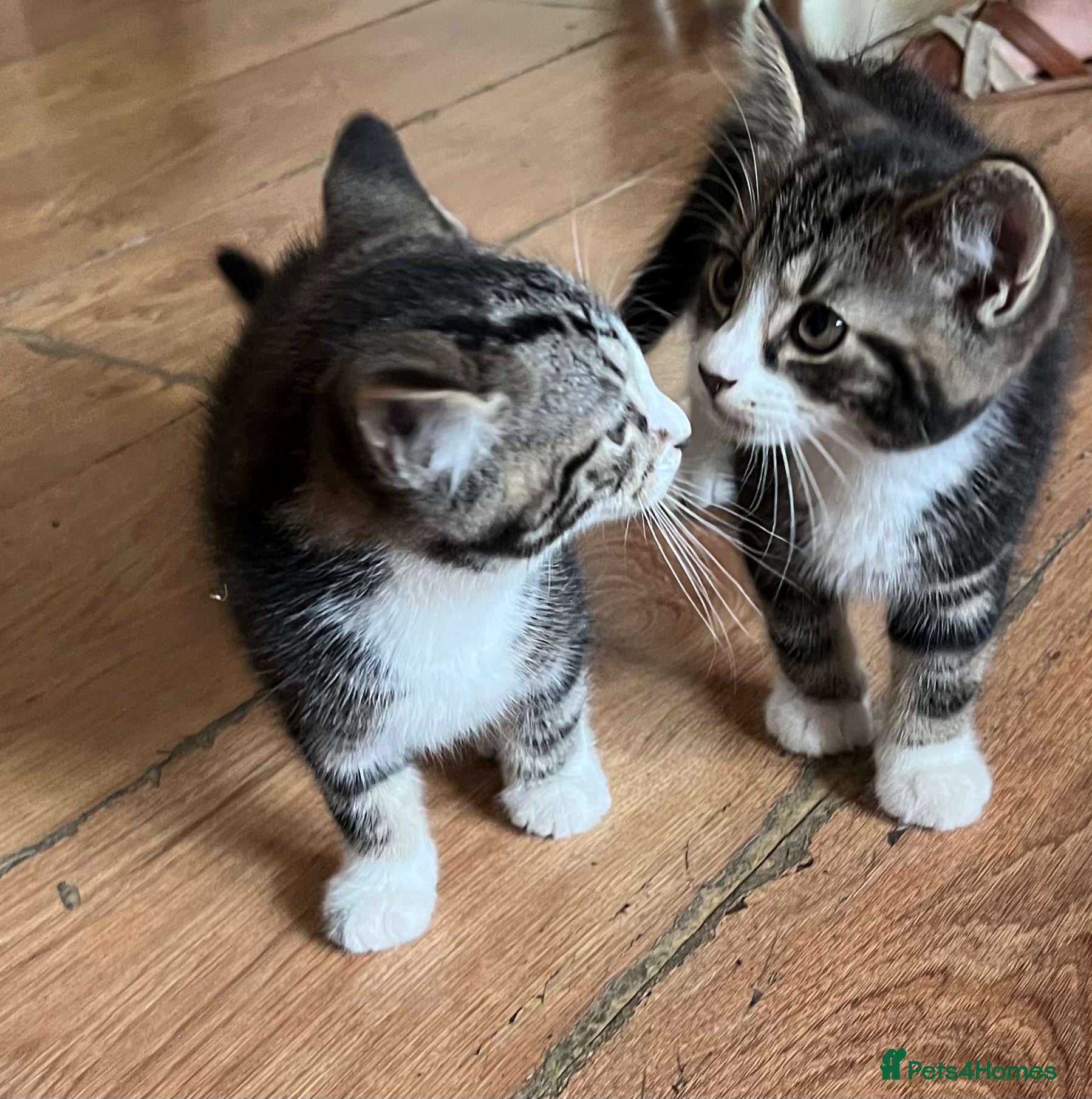 Mixed Breed cats Cute and playful  - Advert 3