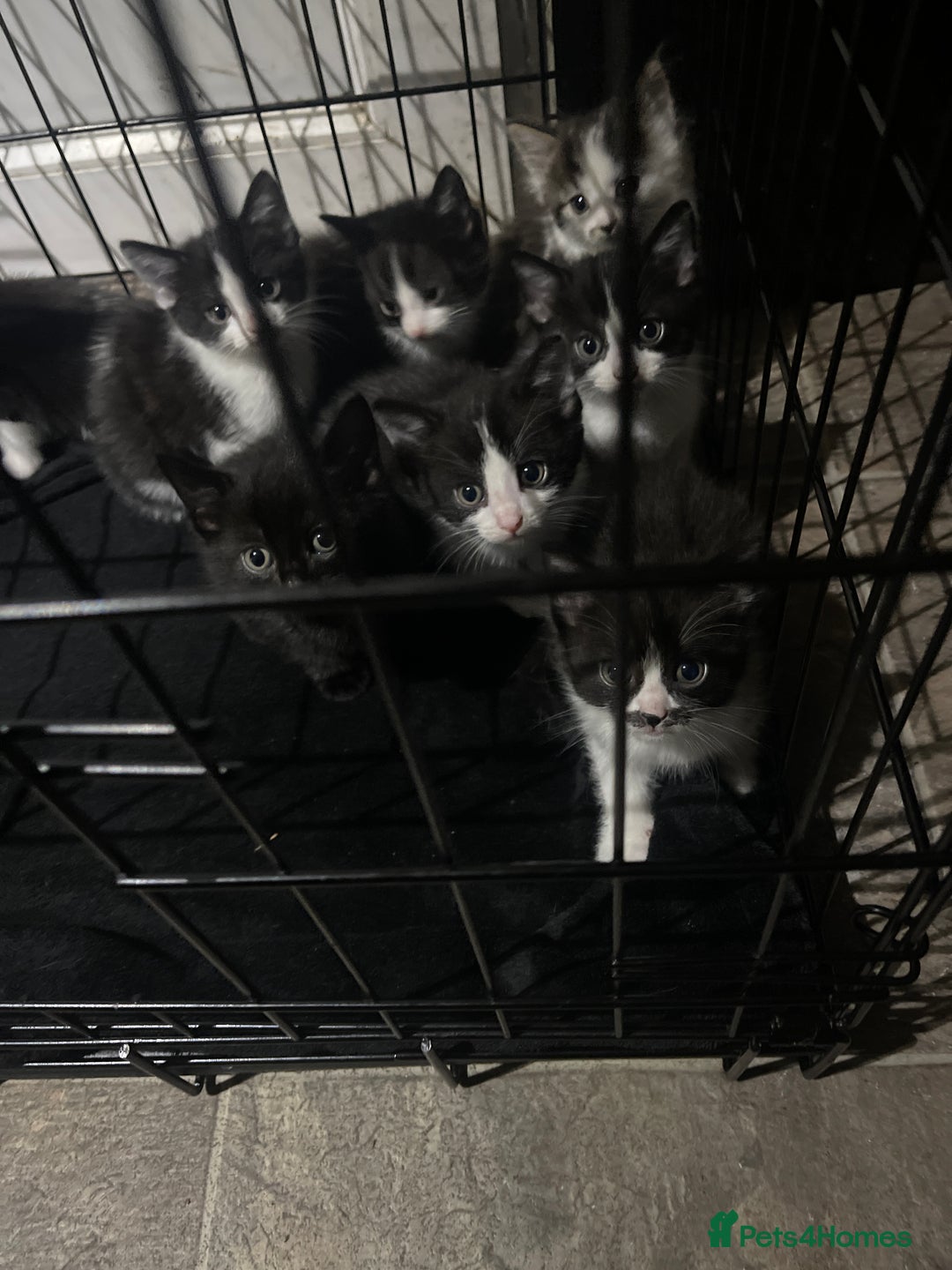 Mixed Breed cats for sale: Kittens for sale - Advert 4
