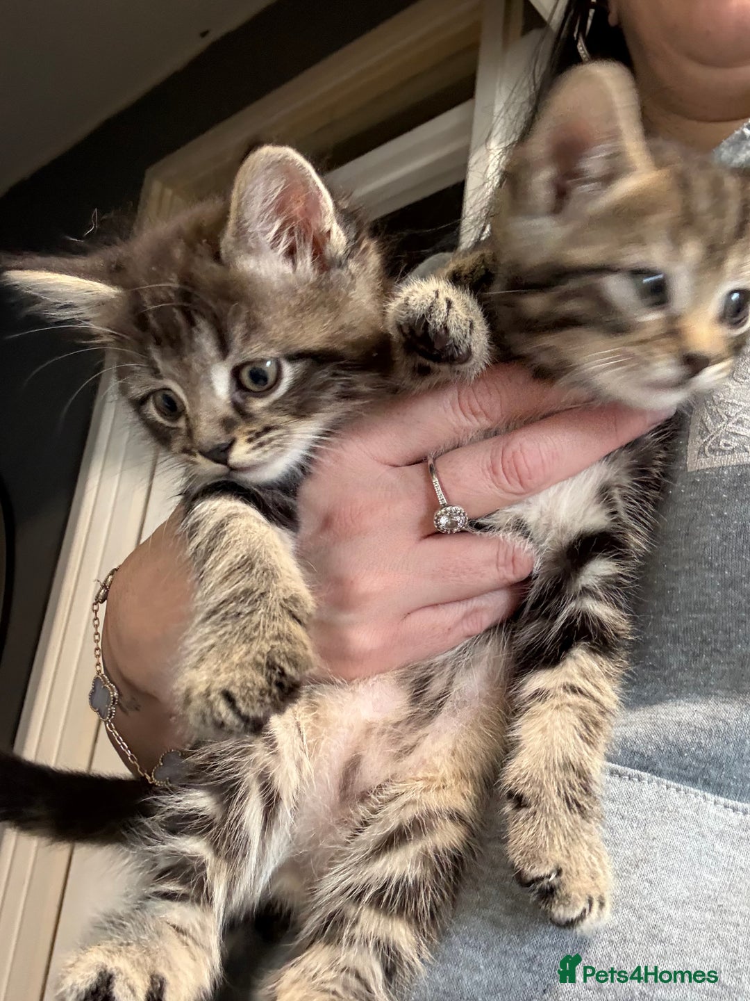 Mixed Breed cats for sale: Mixed breed male kittens - Advert 3