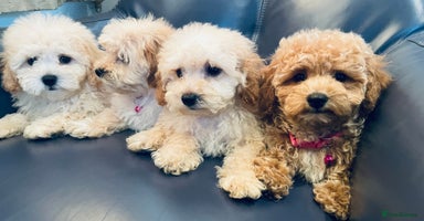 Maltipoo dogs - Advert 9
