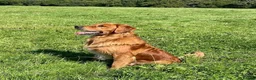 Golden Retriever dogs for sale: Waiting list open  - Advert 8