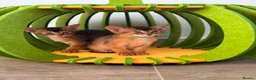 Abyssinian cats for sale: LAST TWO ABYSSINIAN MALE - Advert 15