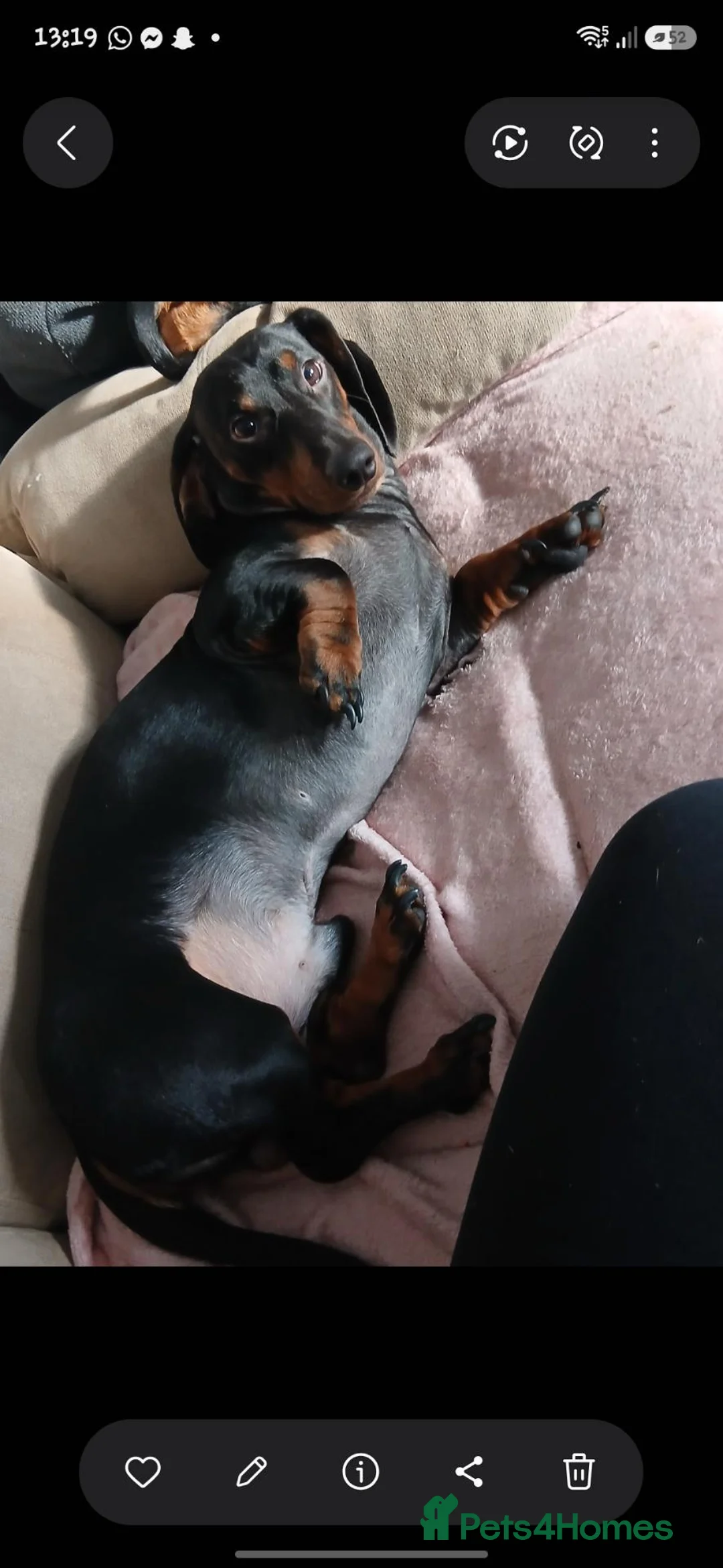 Dachshund dogs for stud: Kc STUD!!!!registered and pedigree male dachshund  - Advert 3