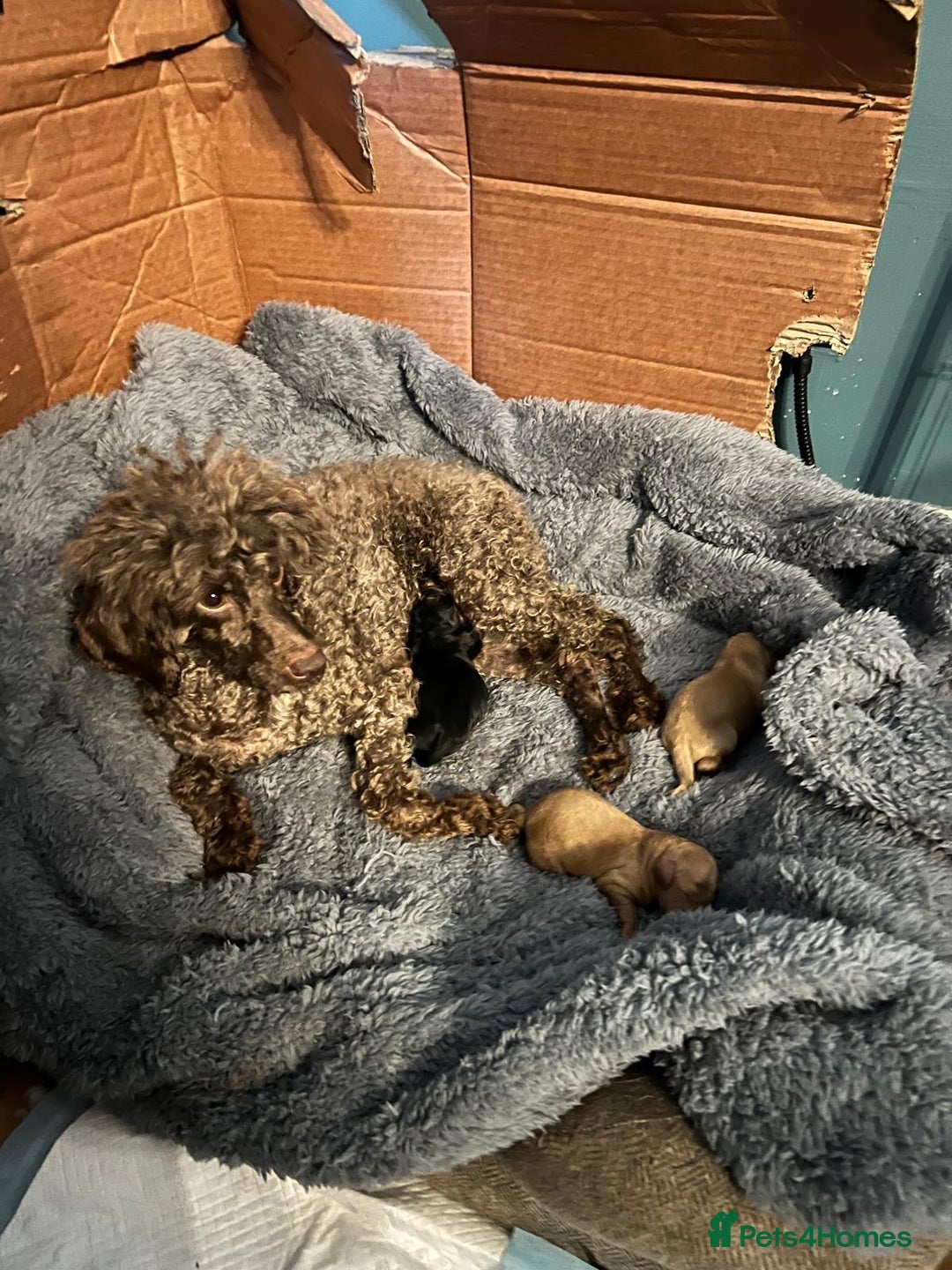 Miniature Poodle dogs for sale: REDUCED Mini poodle pups - Image 16