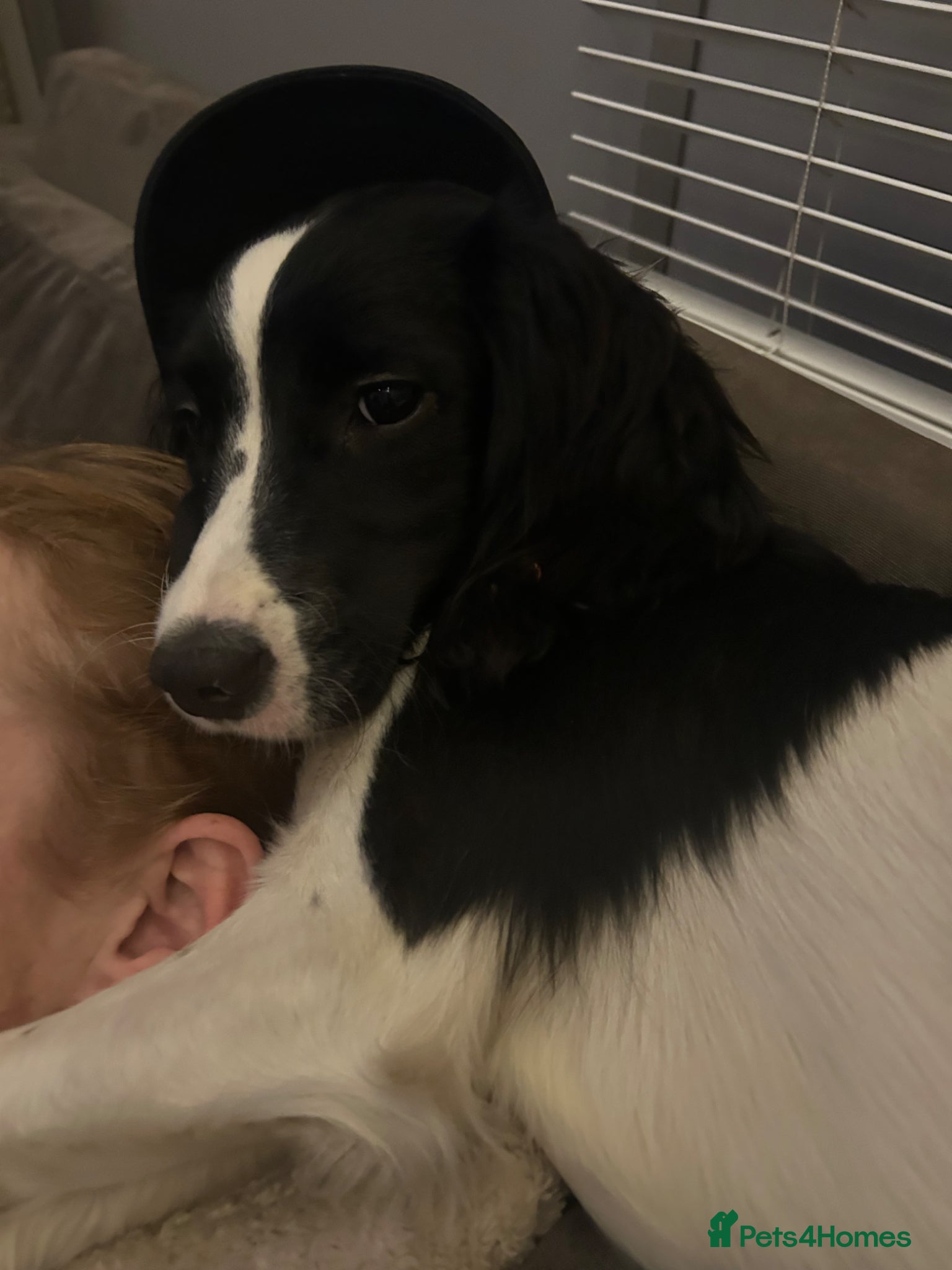 English Springer Spaniel dogs English Springer Spaniel  - Advert 8