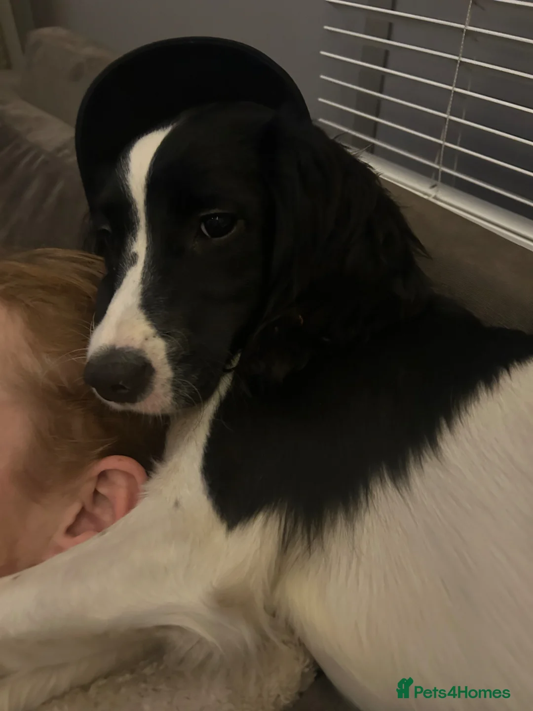 English Springer Spaniel dogs for sale: English Springer Spaniel  in Leeds - Advert 1