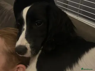 English Springer Spaniel dogs English Springer Spaniel - Advert 8