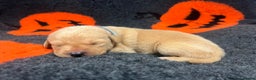 Labrador Retriever dogs for sale: 2 Labrador Retrievers girls left  - Advert 20