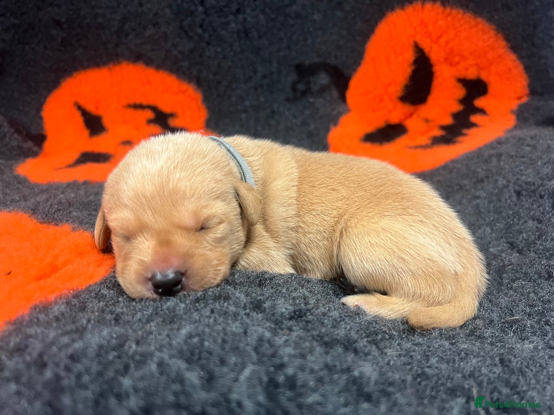 Labrador Retriever dogs for sale: 2 Labrador Retrievers girls left  - Advert 20