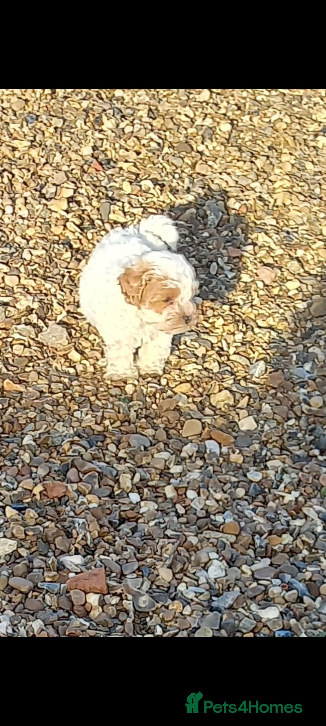 Maltipoo dogs for sale: Maltipoo puppies  - Advert 10