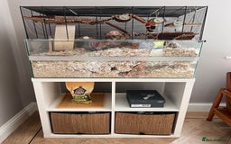Gerbil rodents for sale: 6 Months Male Gerbils w/ Skyline Falco 80  + more - Image 6
