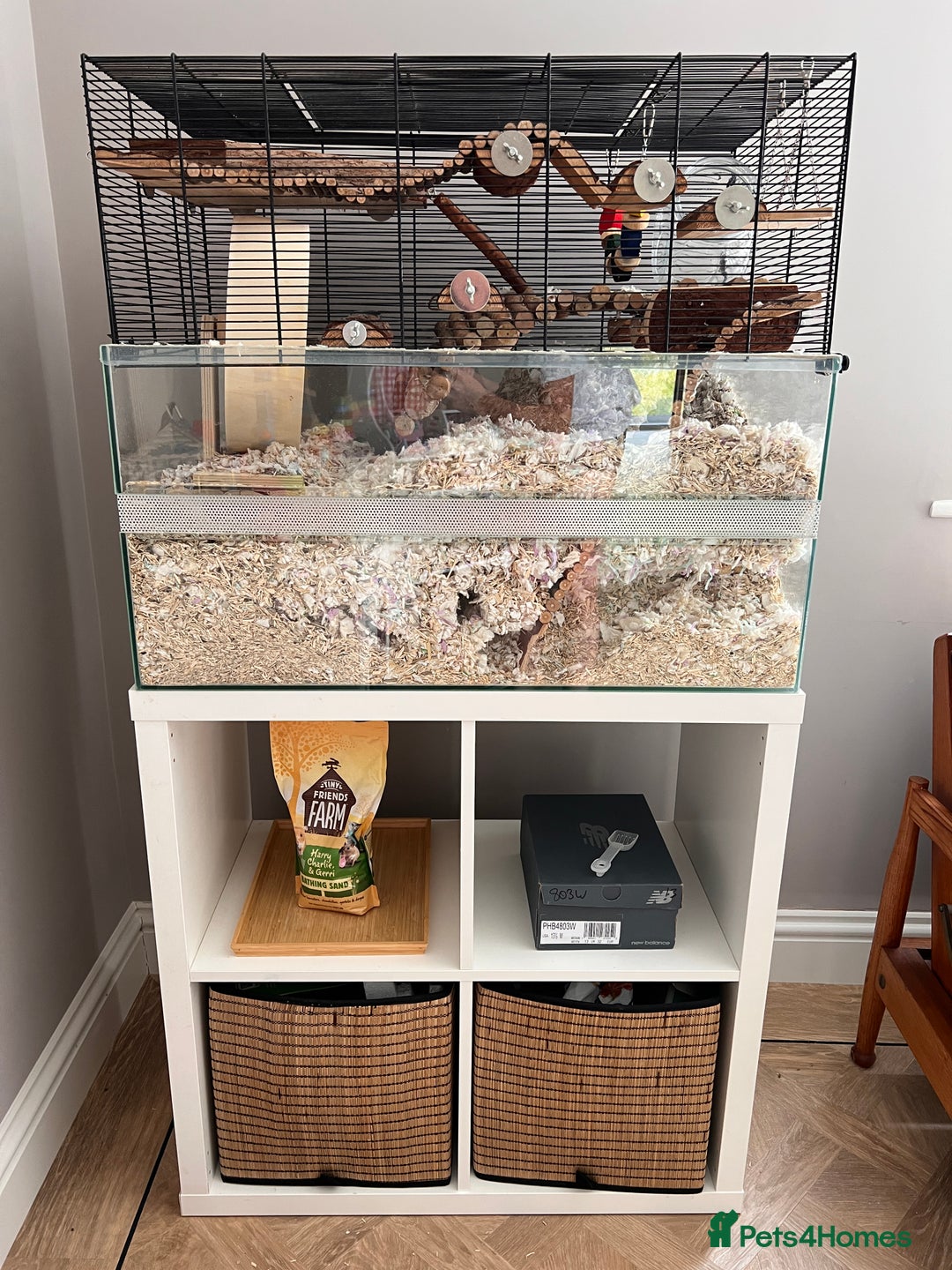 Gerbil rodents for sale: 6 Months Male Gerbils w/ Skyline Falco 80  + more - Image 6
