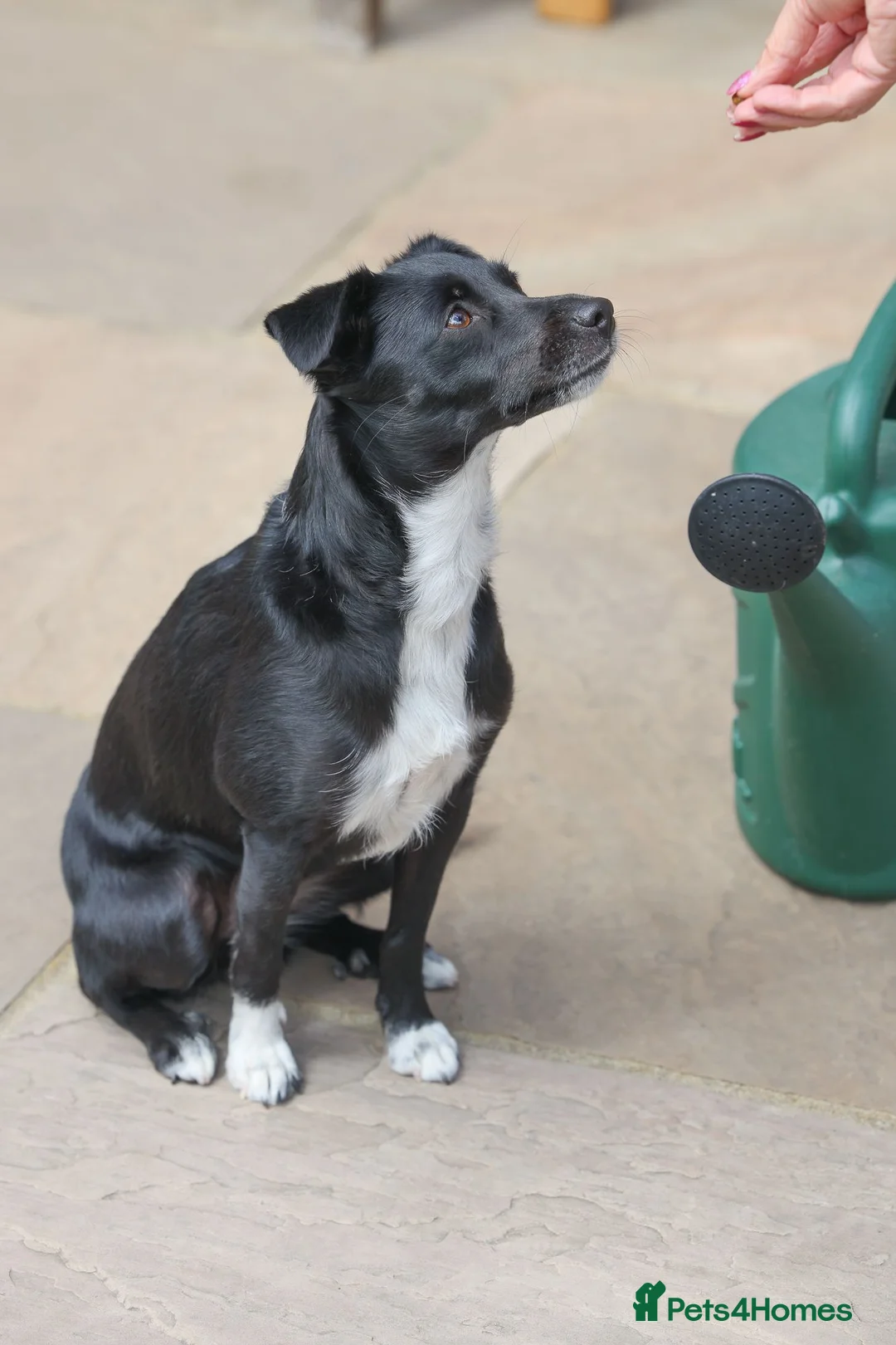 Mixed Breed dogs for adoption: Very friendly Remy - Advert 1