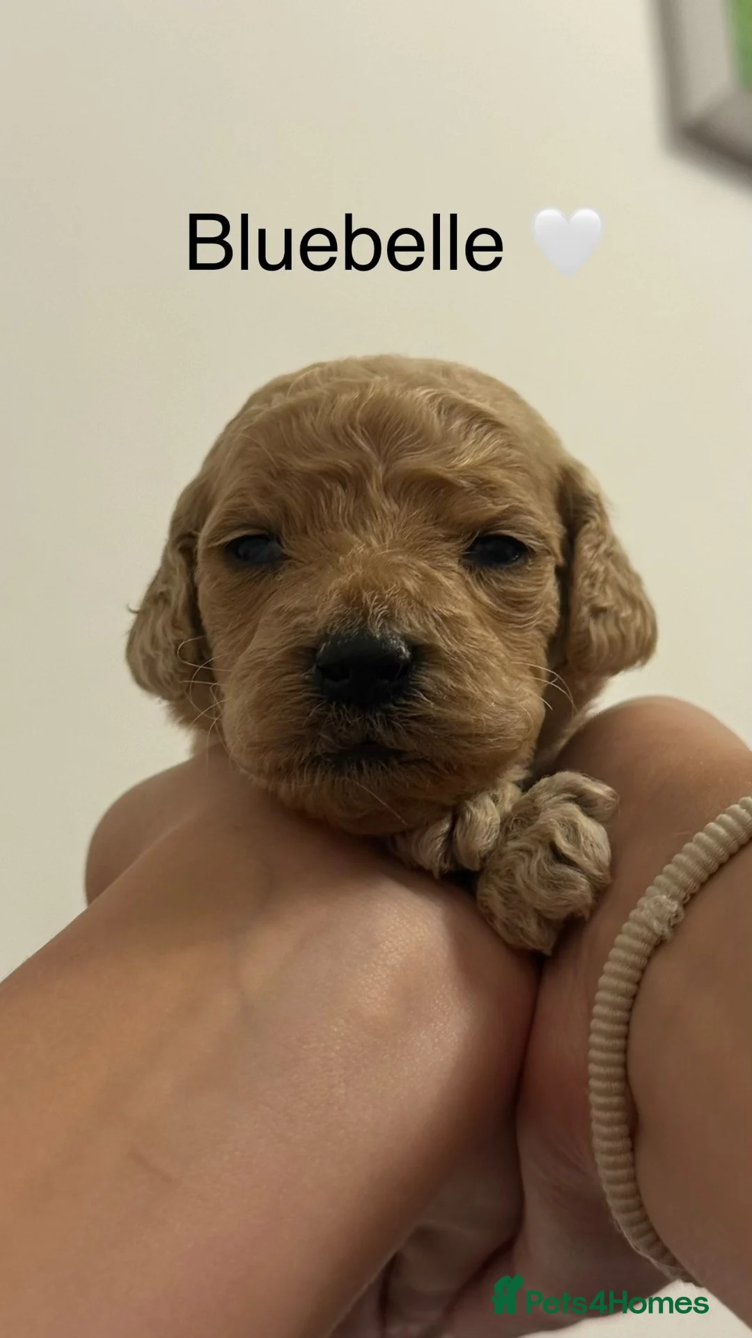 Goldendoodle dogs for sale: 🐾 8 beautiful goldendoodle pups 🐾 - Advert 2