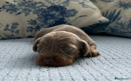 Miniature Dachshund dogs for sale: LH MINI DAXIS RAINBOW MIX KC REG PRA CLR - Image 3