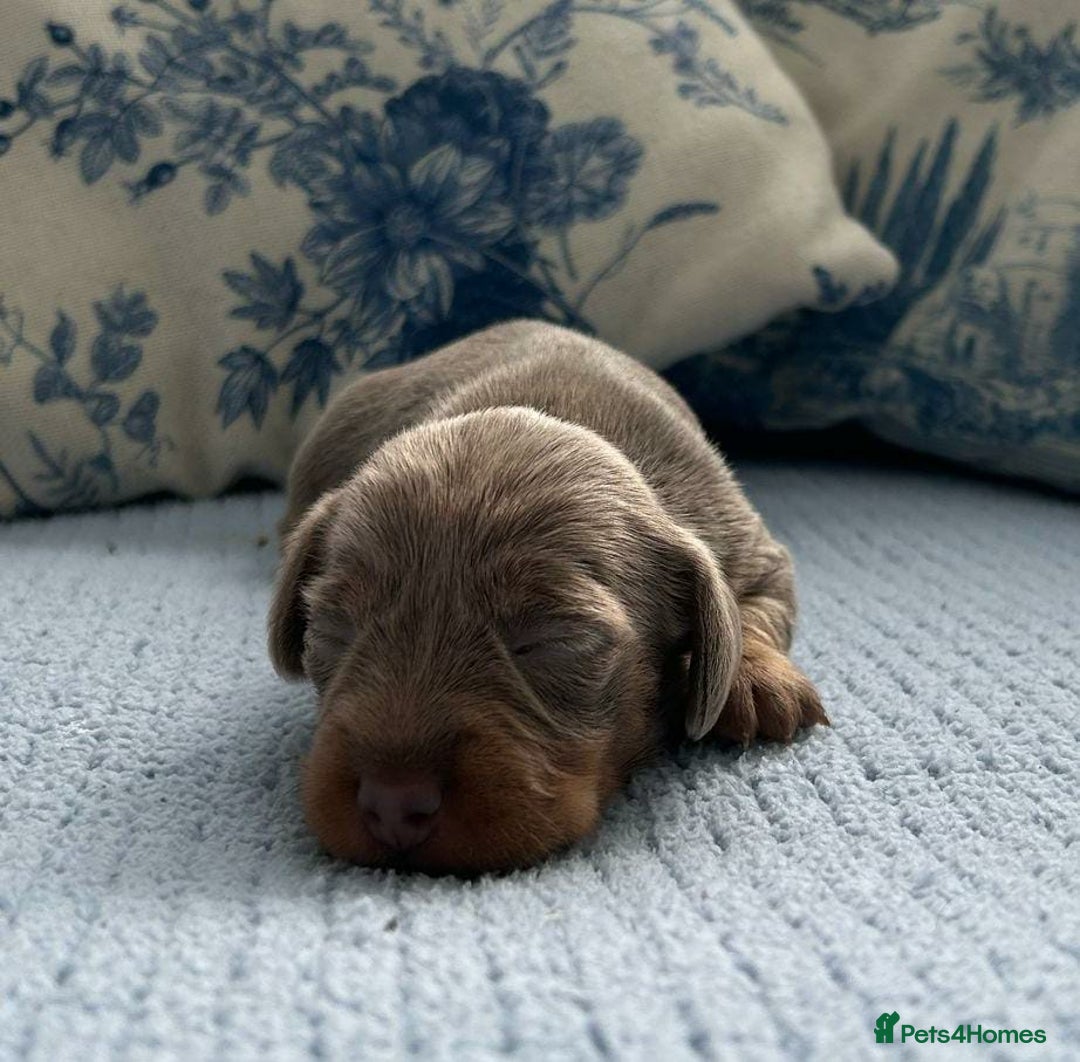 Miniature Dachshund dogs for sale: LH MINI DAXIS RAINBOW MIX KC REG PRA CLR - Image 3