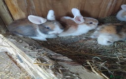 Mini Lop rabbits for sale: Baby lops  - Image 2