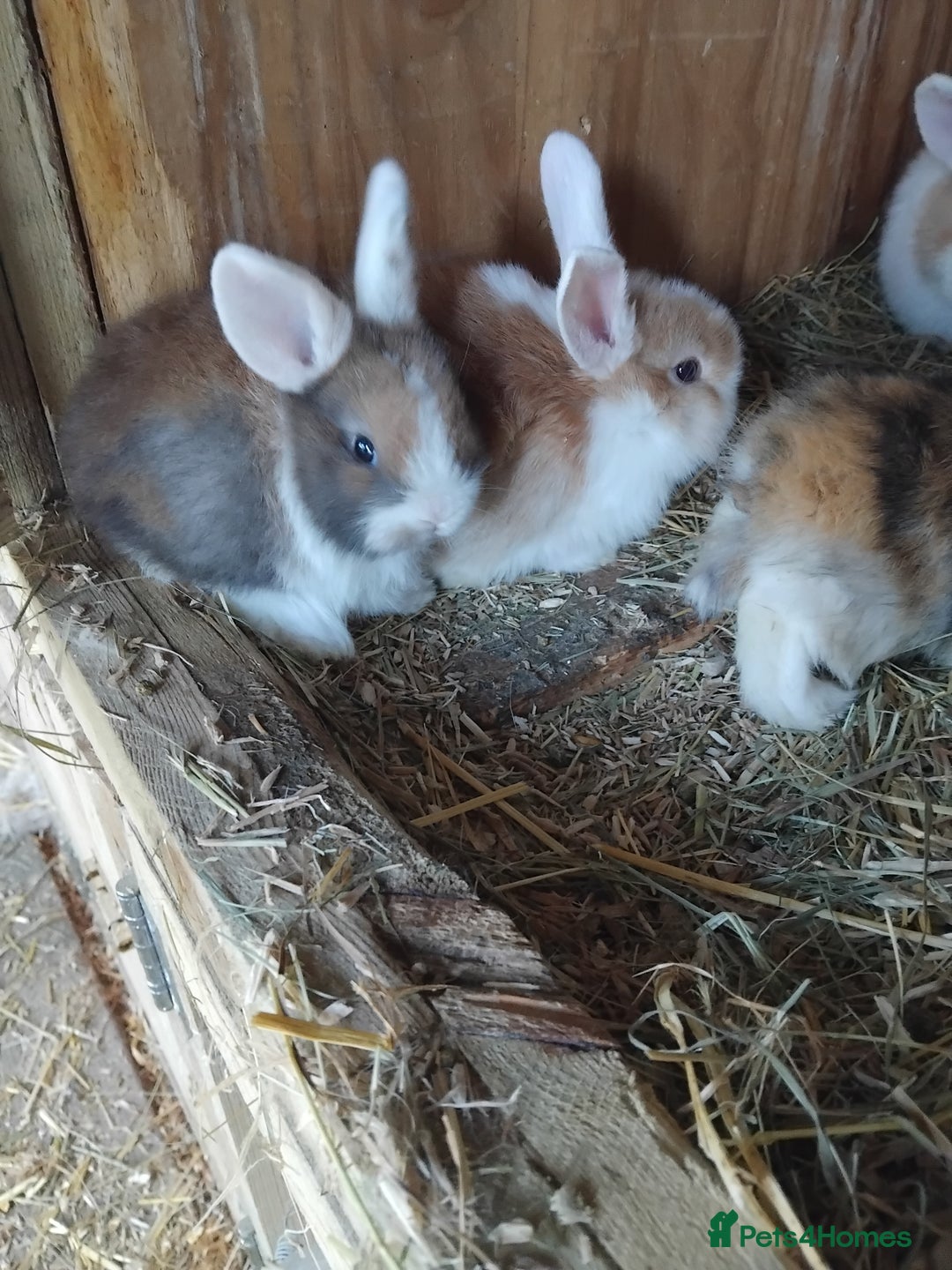 Mini Lop rabbits for sale: Baby lops  - Image 2