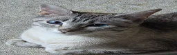 Snowshoe cats for sale: Rare TICA registered Snowshoe kittens - Advert 5