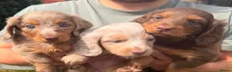 Miniature Dachshund dogs for sale: KC Miniature longhaired dachshunds for sale  - Advert 5