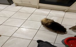 Mixed Breed dogs for sale: Coco  - Image 3