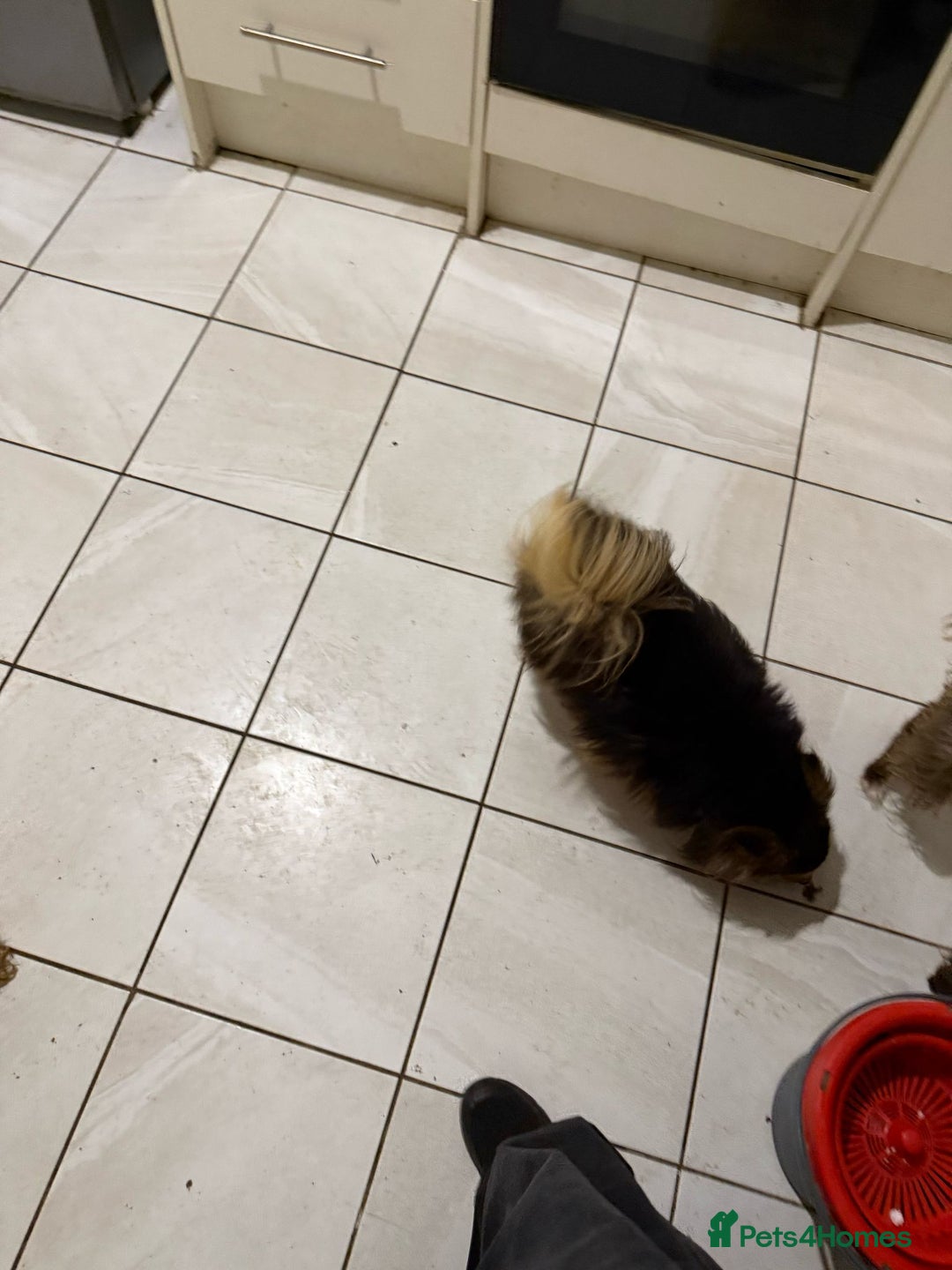 Mixed Breed dogs for sale: Coco  - Image 3