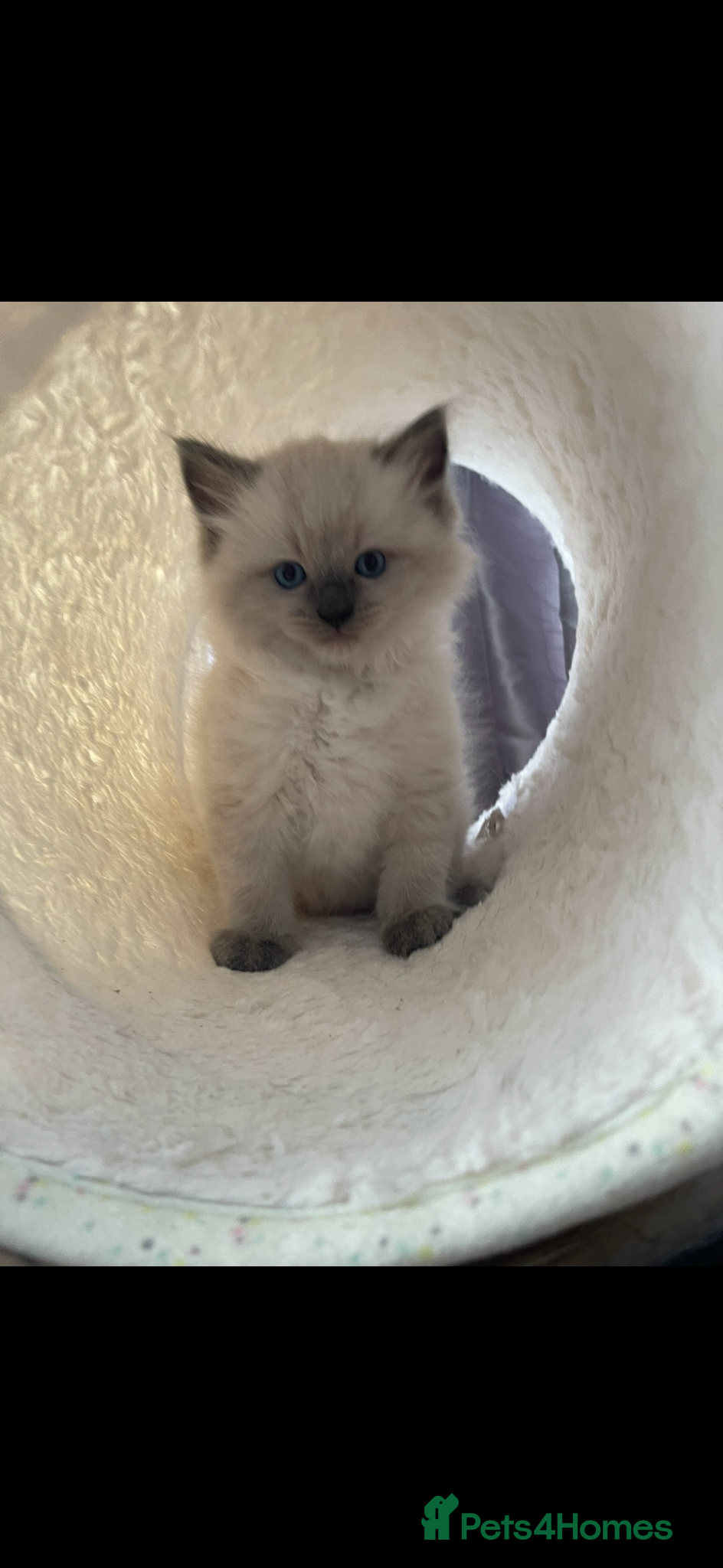 Ragdoll cats adorable  kittens ready to go home 28th April  - Advert 16