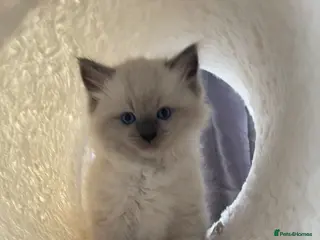 Ragdoll cats adorable kittens ready to go home 28th April - Advert 16