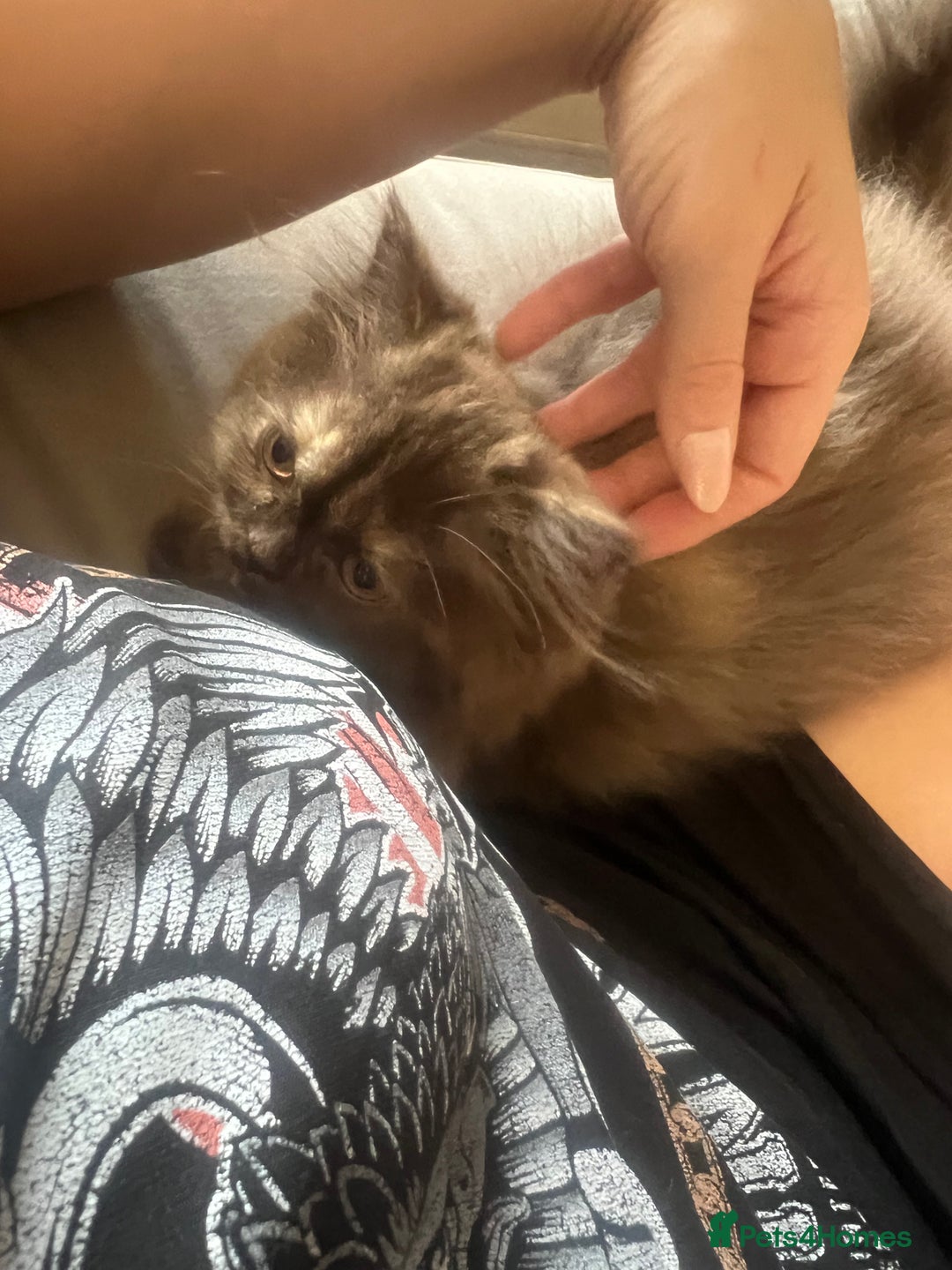 British Longhair cats for sale: Chocolate tortie British long hair kitten - Advert 5