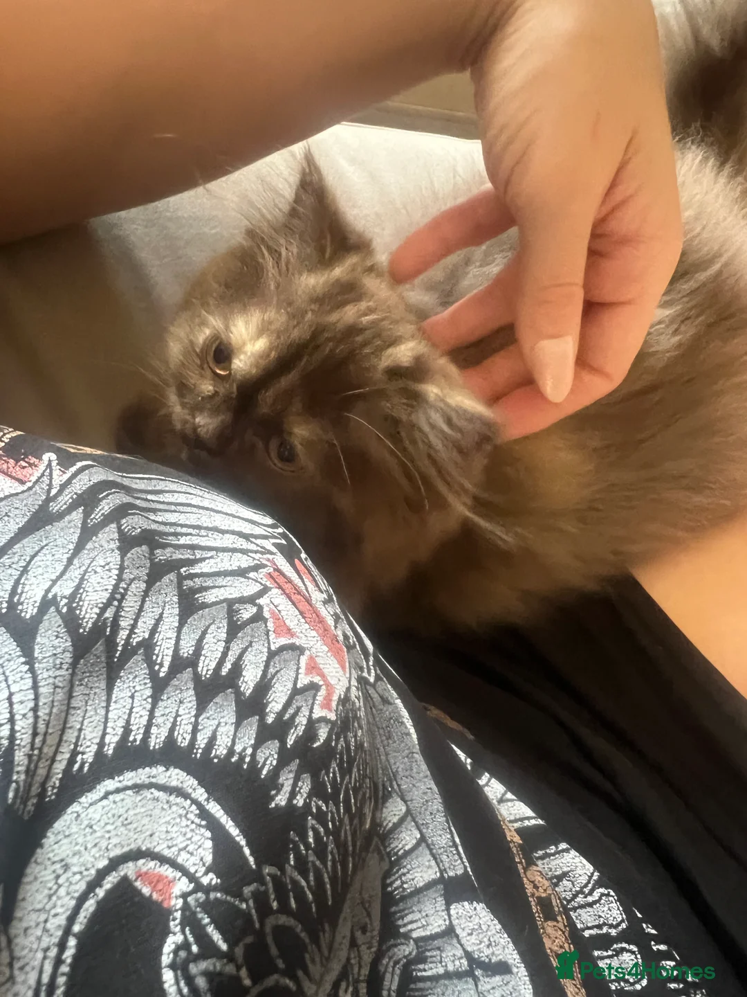British Longhair cats for sale: Chocolate tortie British long hair kitten - Advert 5