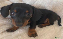 Miniature Dachshund dogs for sale: 💙Miniature dachshund puppies💝 - Image 3