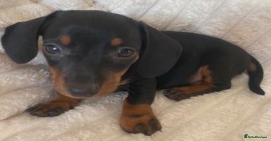 Miniature Dachshund dogs - Advert 2